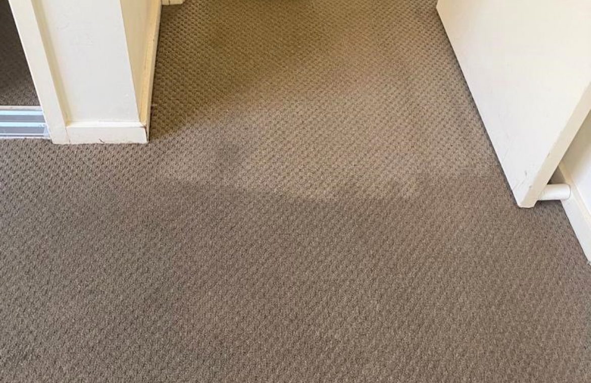 Carpet Steam Cleaning